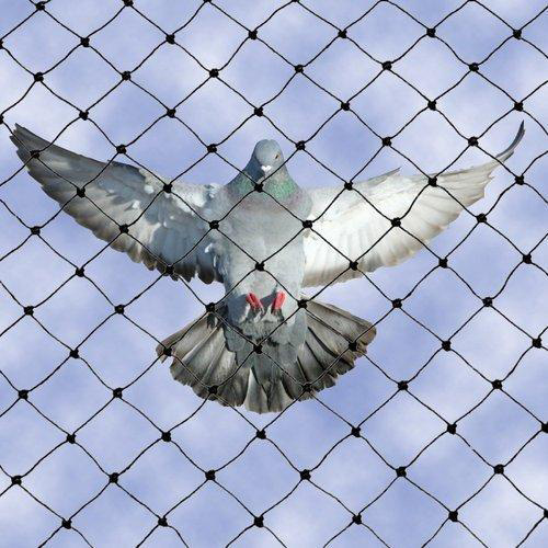 pigeon safety nets chennai